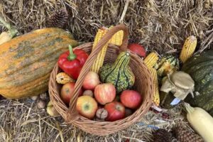 Grădinița Yoyo Kindergarten