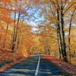 Şcoala Generală clasele I-VIII N&eacute;ri Szent F&uuml;l&ouml;p