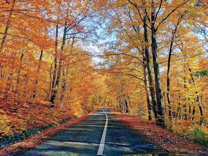 Şcoala Generală clasele I-VIII N&eacute;ri Szent F&uuml;l&ouml;p