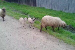 ŞCOALA GENERALĂ CREŢEŞTI