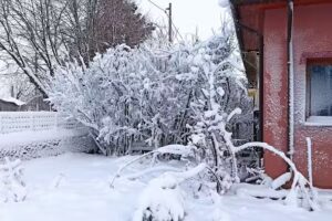 Școala Gimnazială &bdquo;Nicolae Petrescu&rdquo;Crivăț