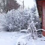 Școala Gimnazială &bdquo;Nicolae Petrescu&rdquo;Crivăț