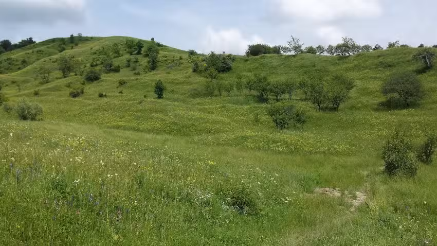 Școala Primară Mahriu, Vrancea